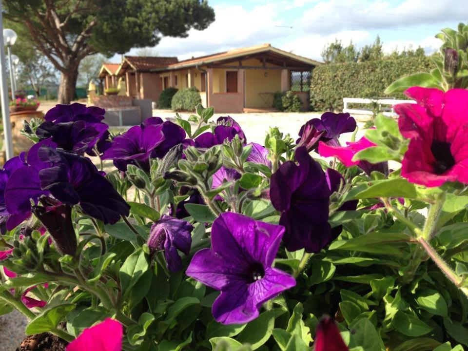 Tortuga Casa Vacanze Scarlino Luaran gambar